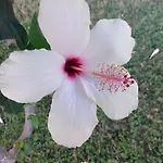 Sirman فندق مبيت وإفطار 3*