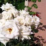 Sirman فندق مبيت وإفطار سَريغيرمه