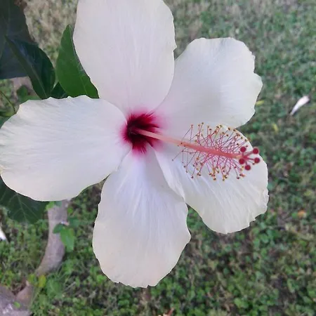 Sirman Отель типа 