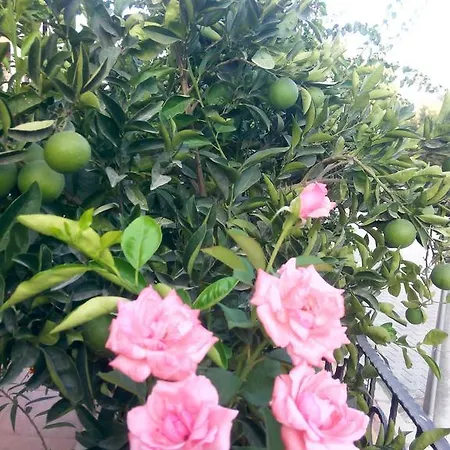 Sirman Отель типа 