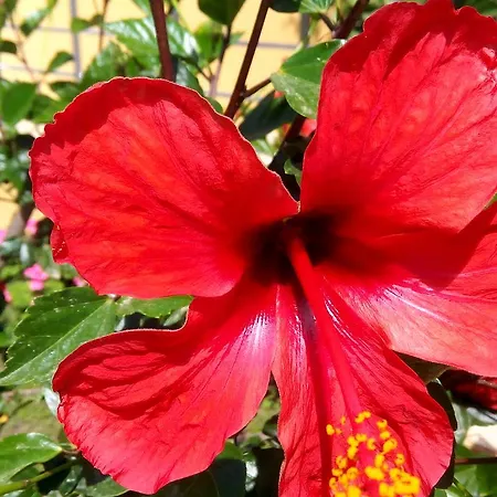 Nocleg ze śniadaniem Sirman Sarıgerme