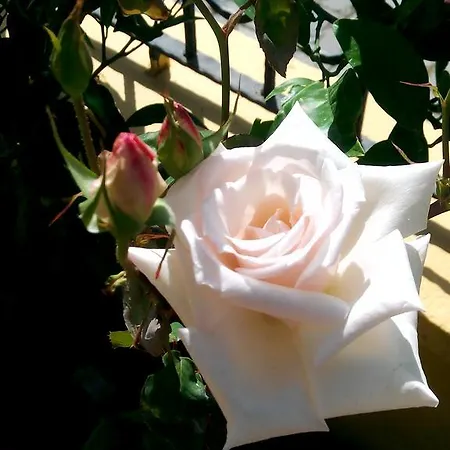 Sirman Отель типа 