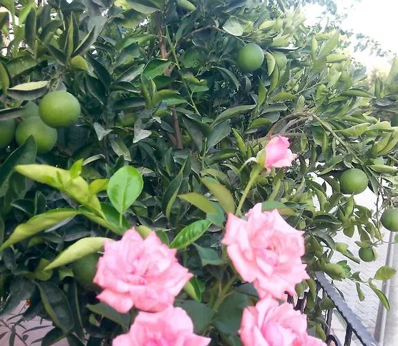 Sirman B&B 사리게르메