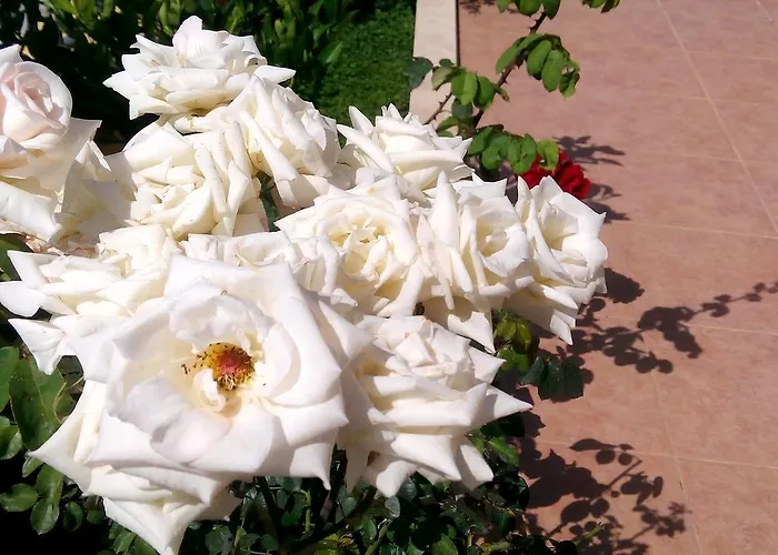 Sirman Bed and Breakfast Sarigerme