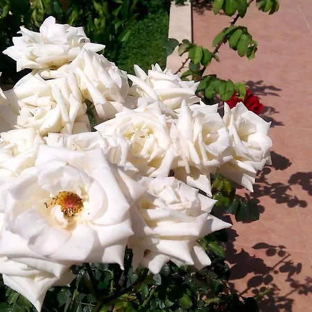 Sirman Bed and Breakfast Sarigerme
