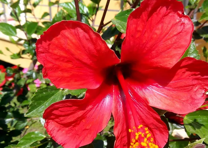 Bed & Breakfast Sirman Sarigerme